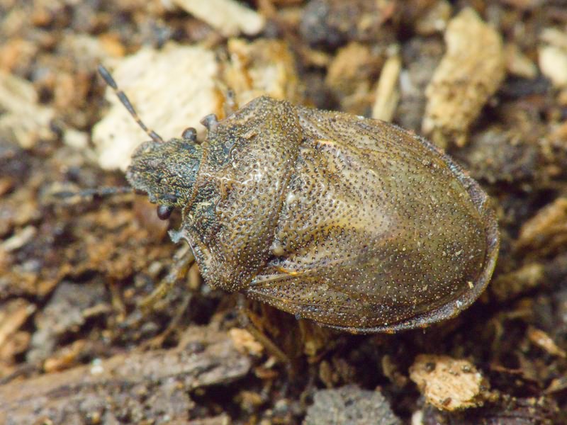 Podops (Podops) inunctus (Fabricius, 1775)